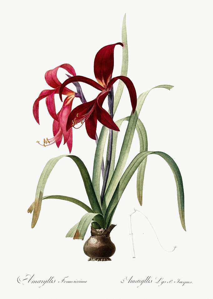 Les Liliacees 1805 HQ Orig