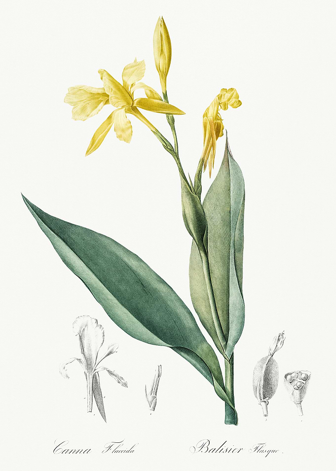 Les Liliacees 1805 HQ Orig