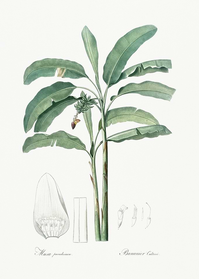 Les Liliacees 1805 HQ Orig