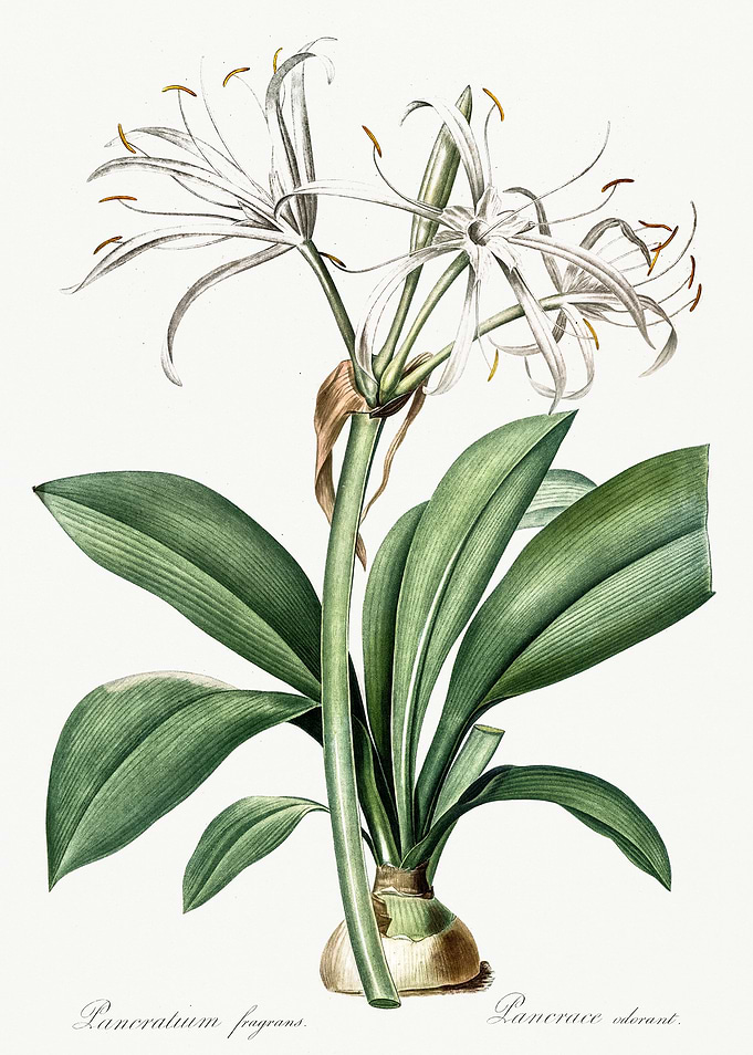 Les Liliacees 1805 HQ Orig
