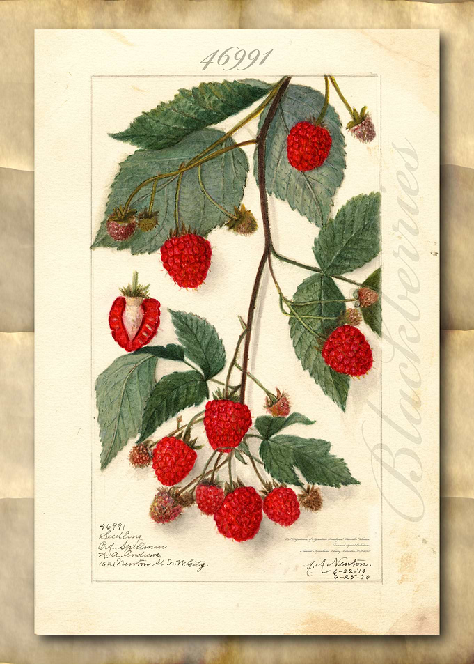 Blackberry watercolor