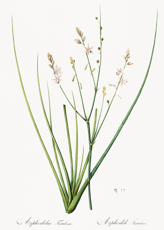 Les Liliacees 1805 HQ Orig