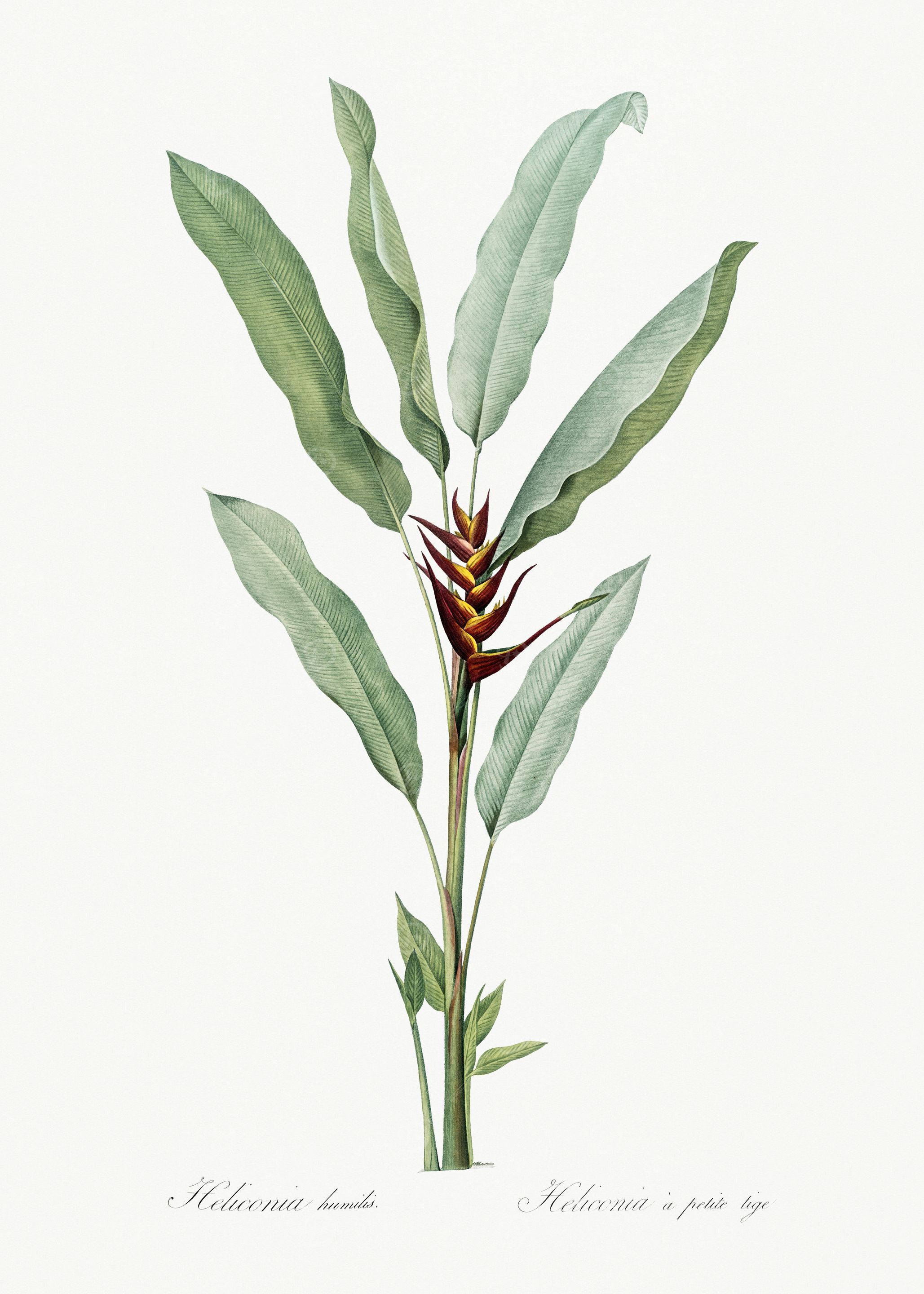 Les Liliacees 1805 HQ Orig