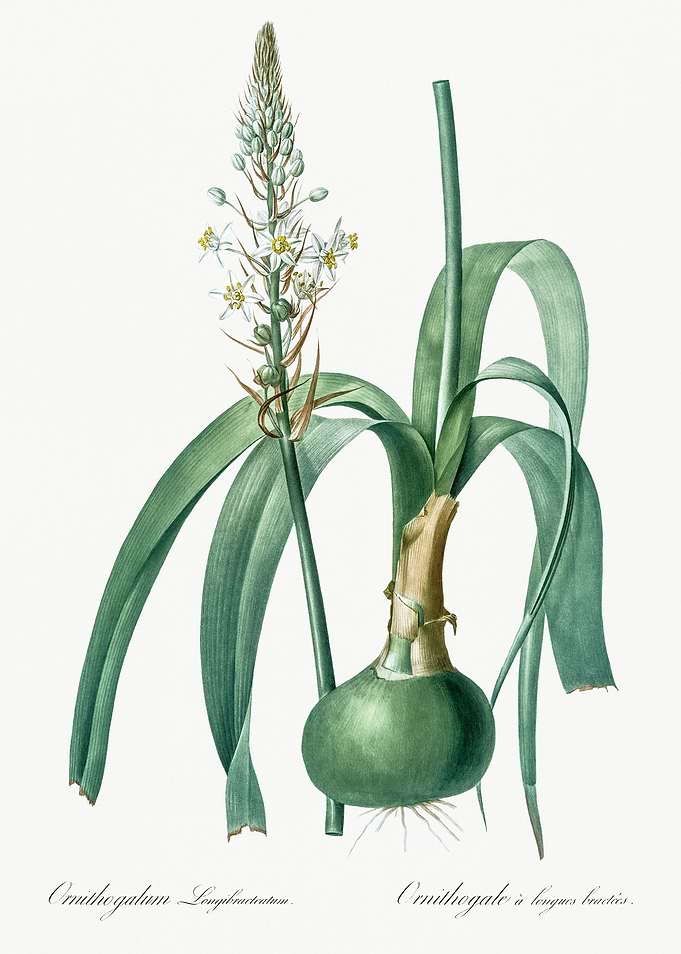 Les Liliacees 1805 HQ Orig