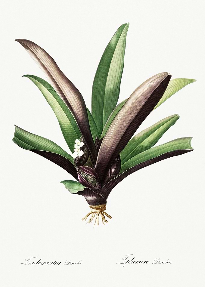 Les Liliacees 1805 HQ Orig