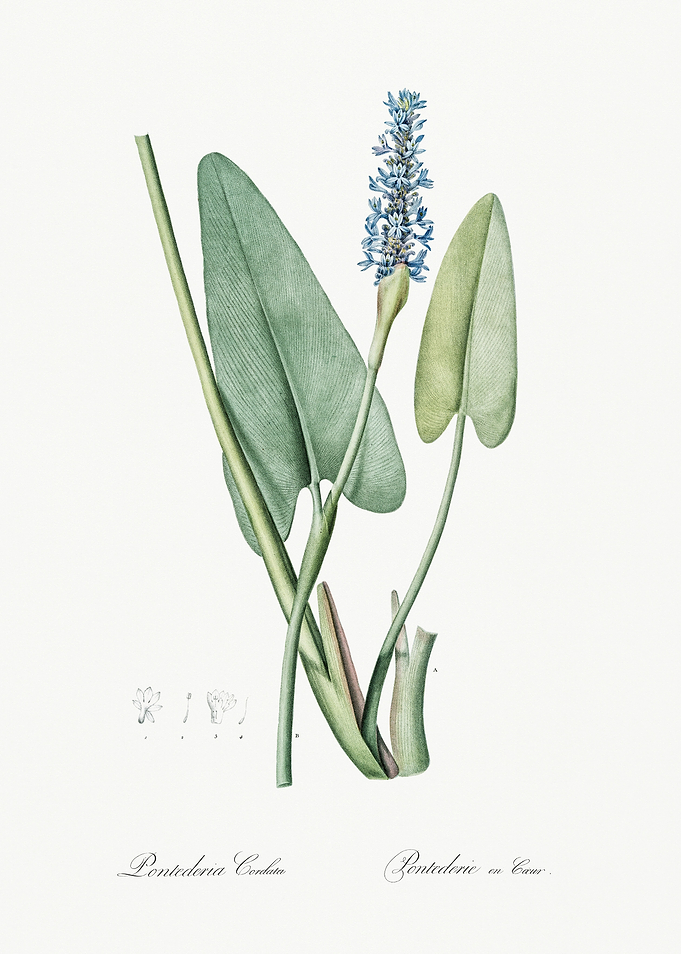 Les Liliacees 1805 HQ Orig