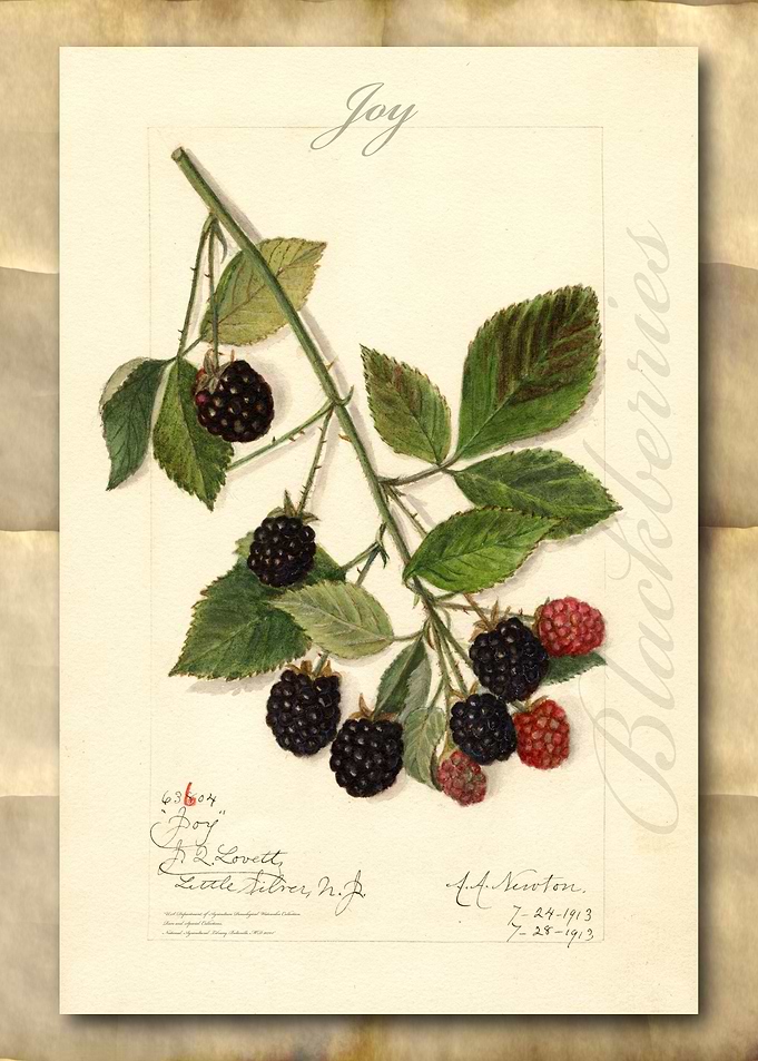 Blackberry watercolor