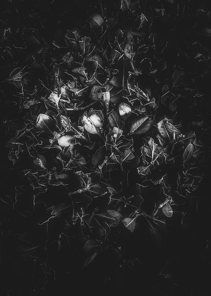 leaves texture