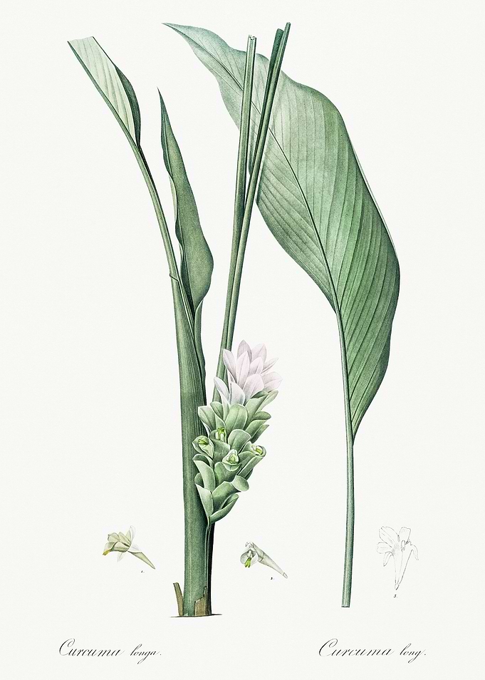 Les Liliacees 1805 HQ Orig