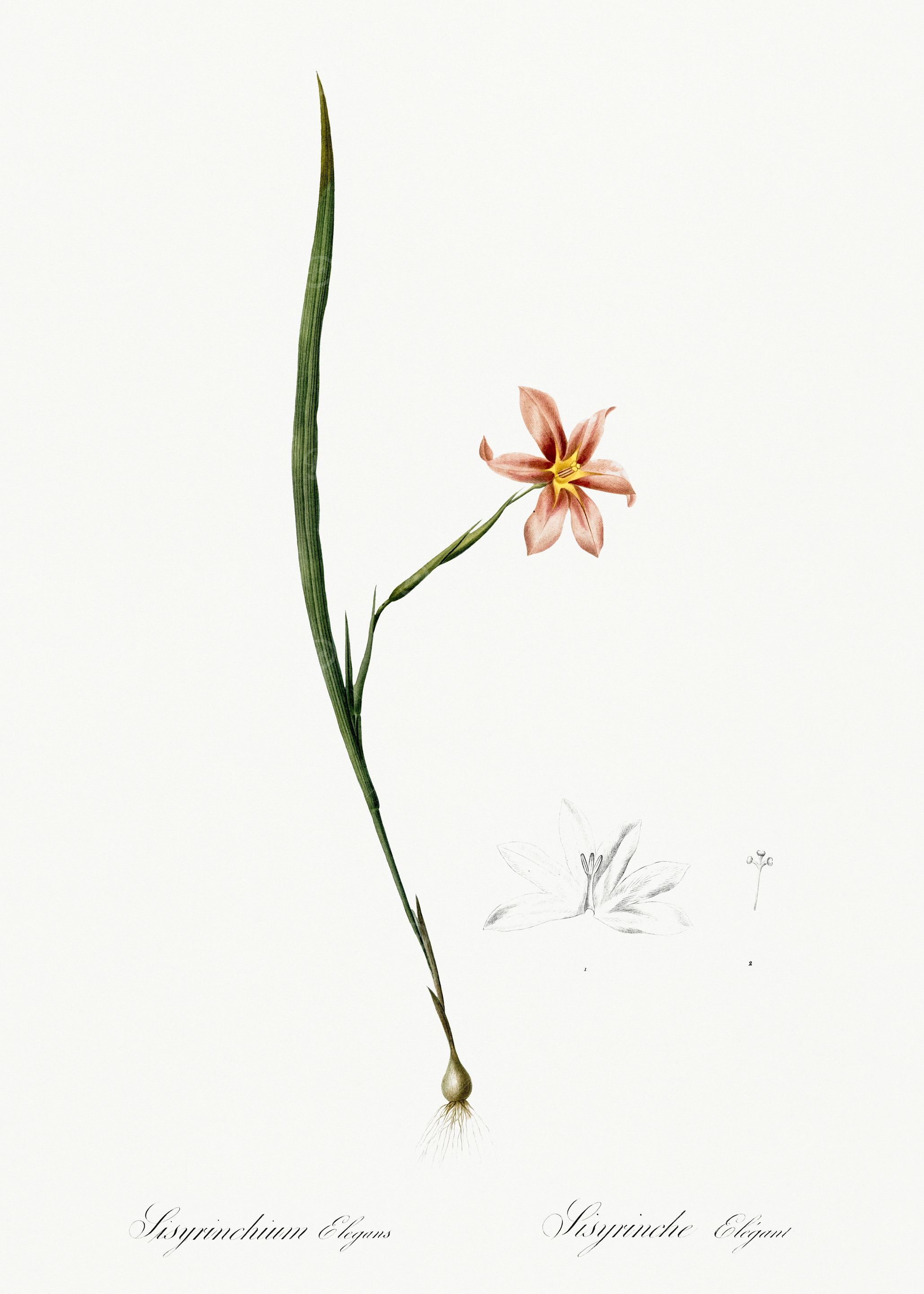 Les Liliacees 1805 HQ Orig