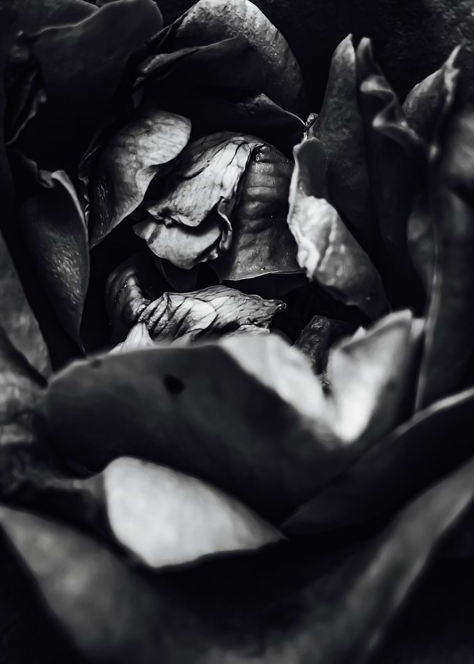 rose texture abstract