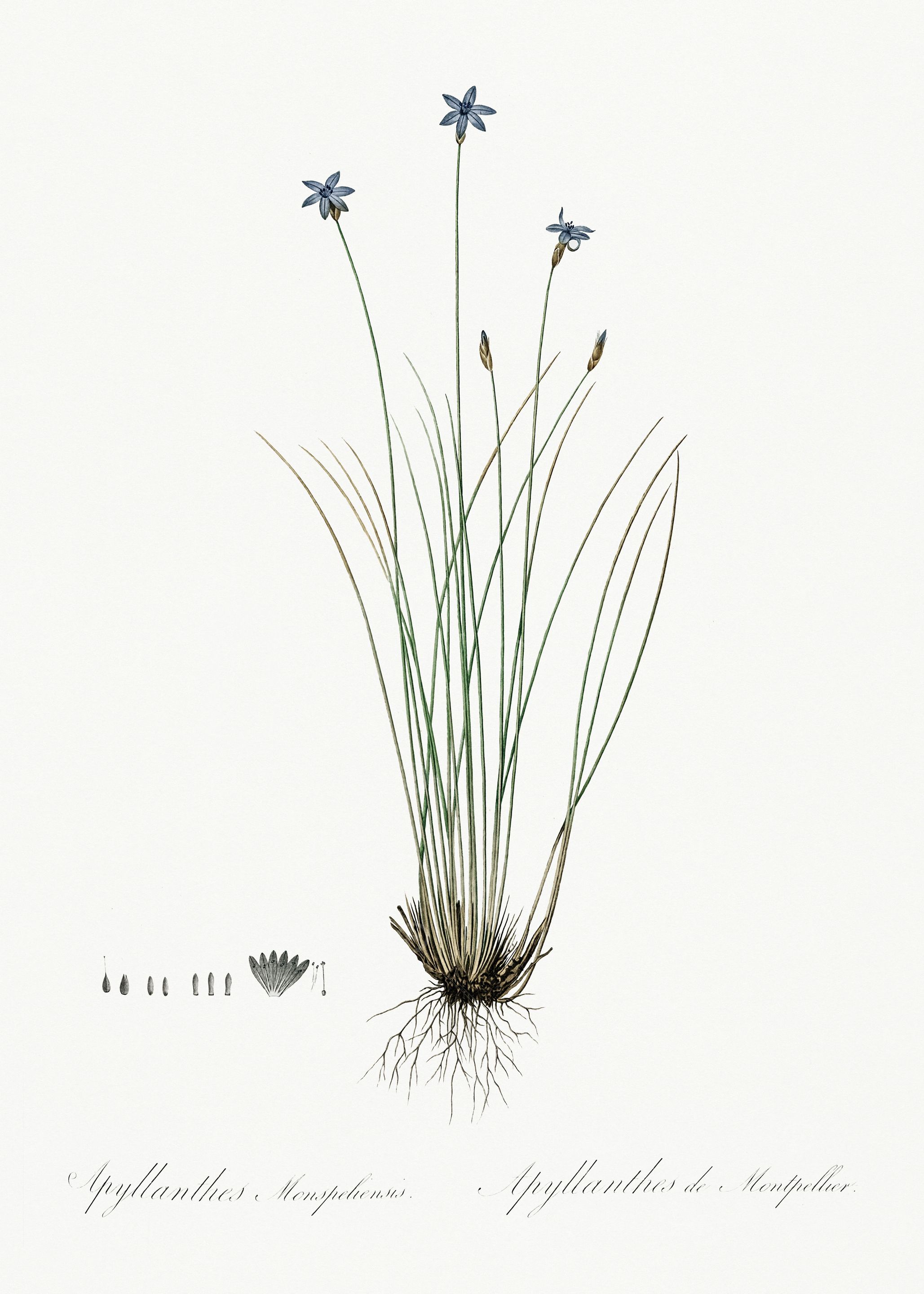 Les Liliacees 1805 HQ Orig