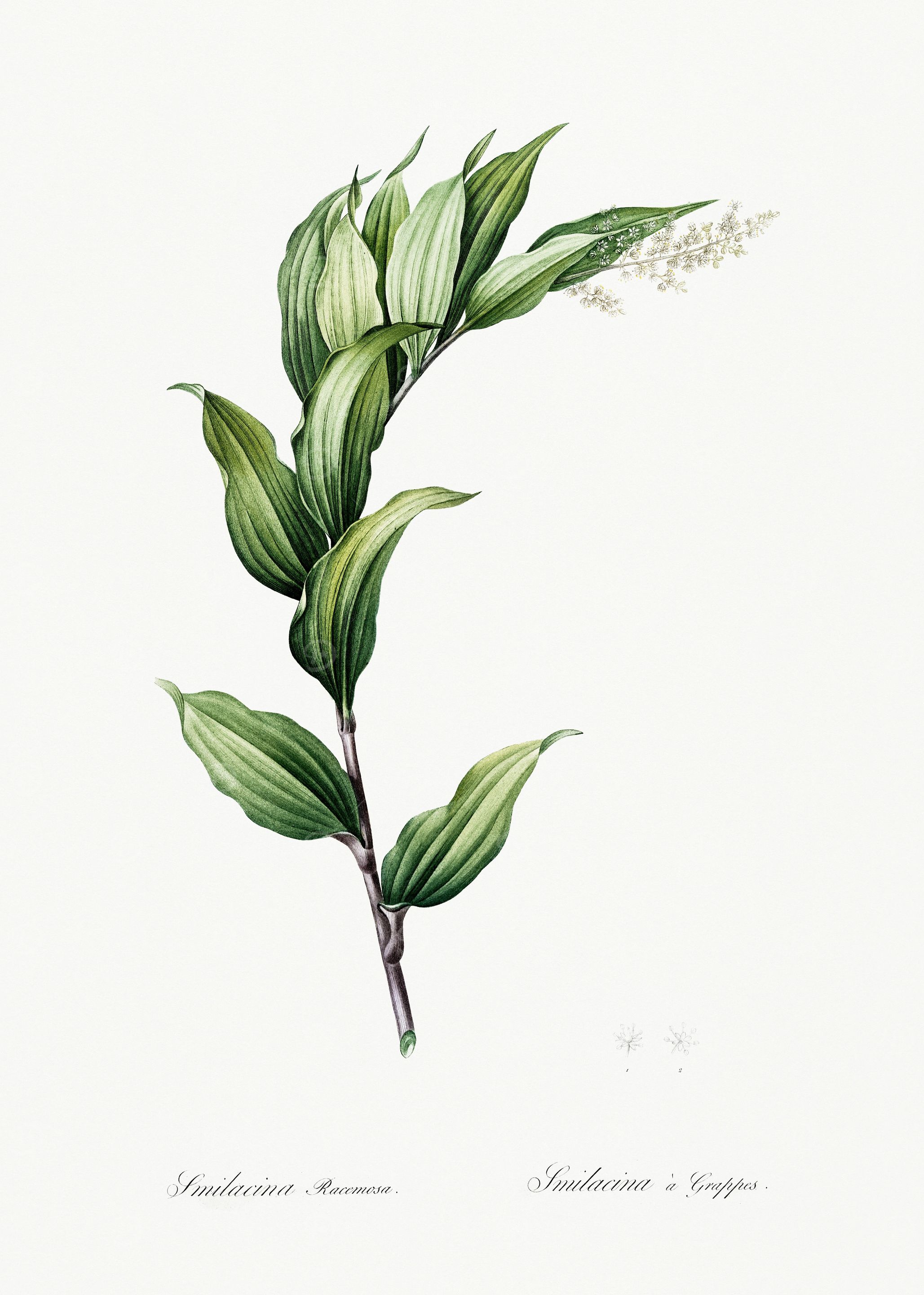 Les Liliacees 1805 HQ Orig