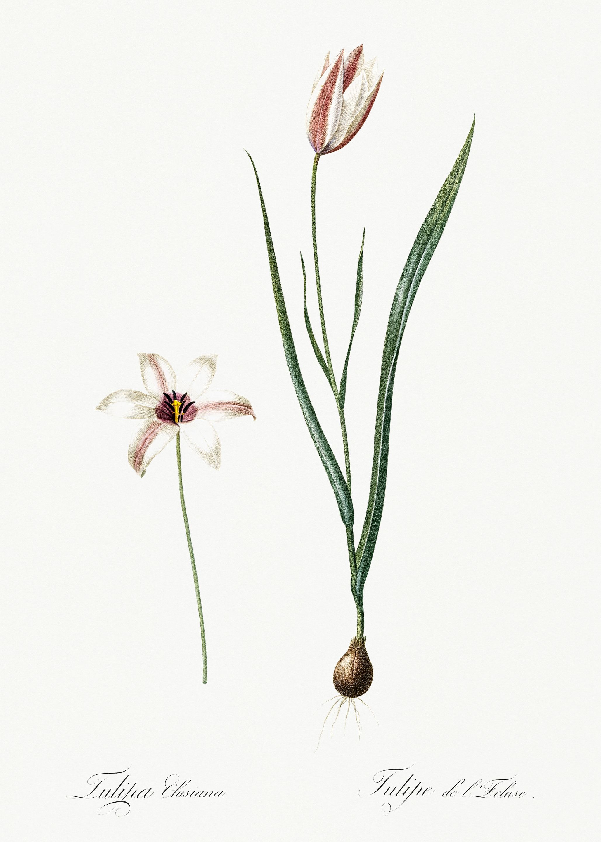 Les Liliacees 1805 HQ Orig