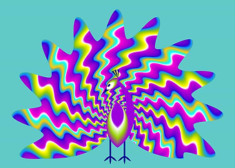 Colorful rainbow peacock