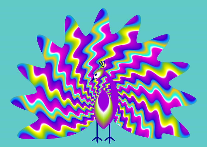Colorful rainbow peacock
