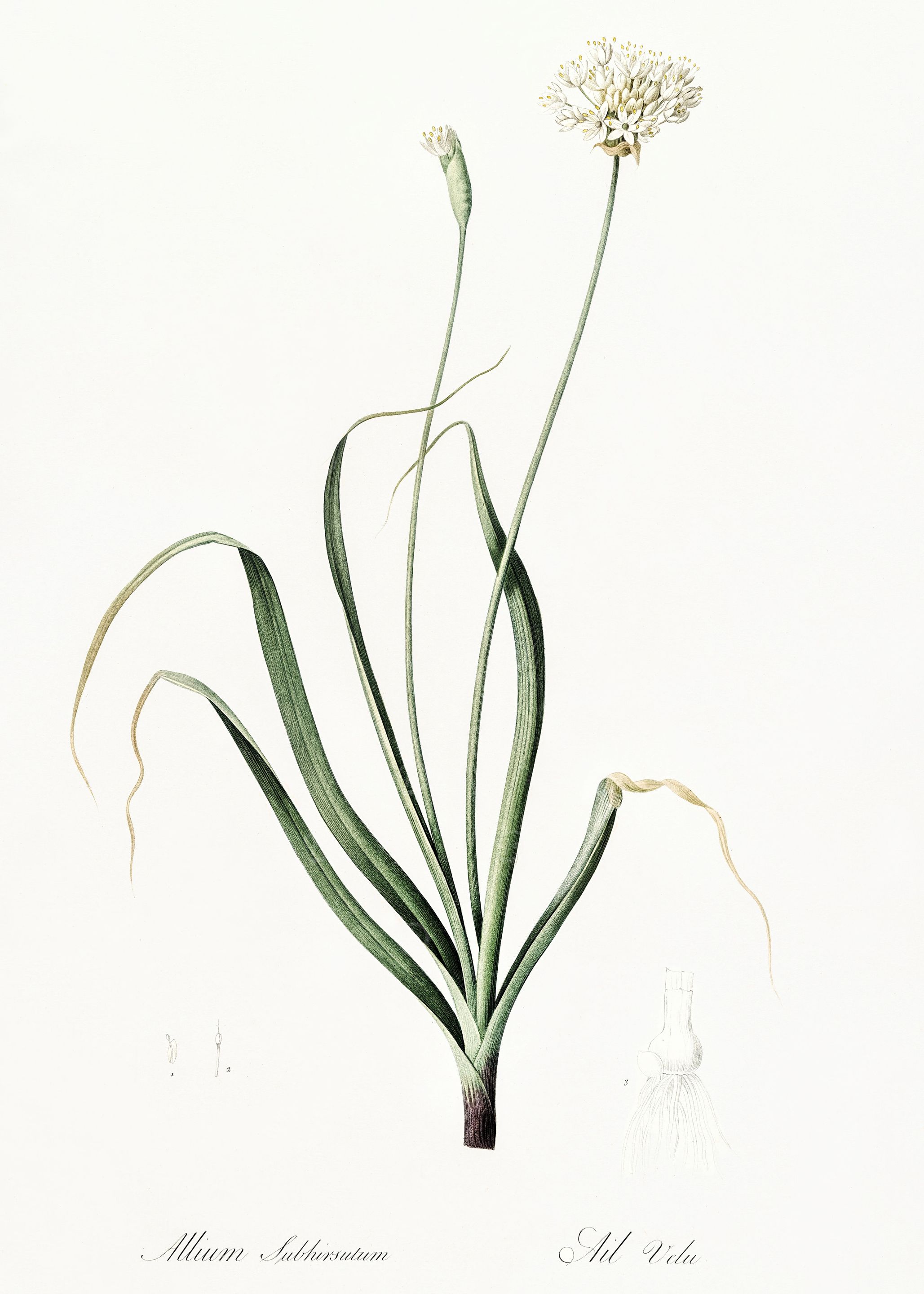 Les Liliacees 1805 HQ Orig