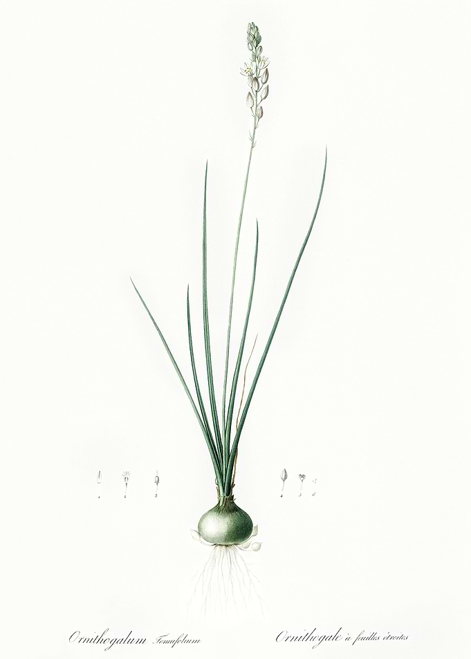 Les Liliacees 1805 HQ Orig