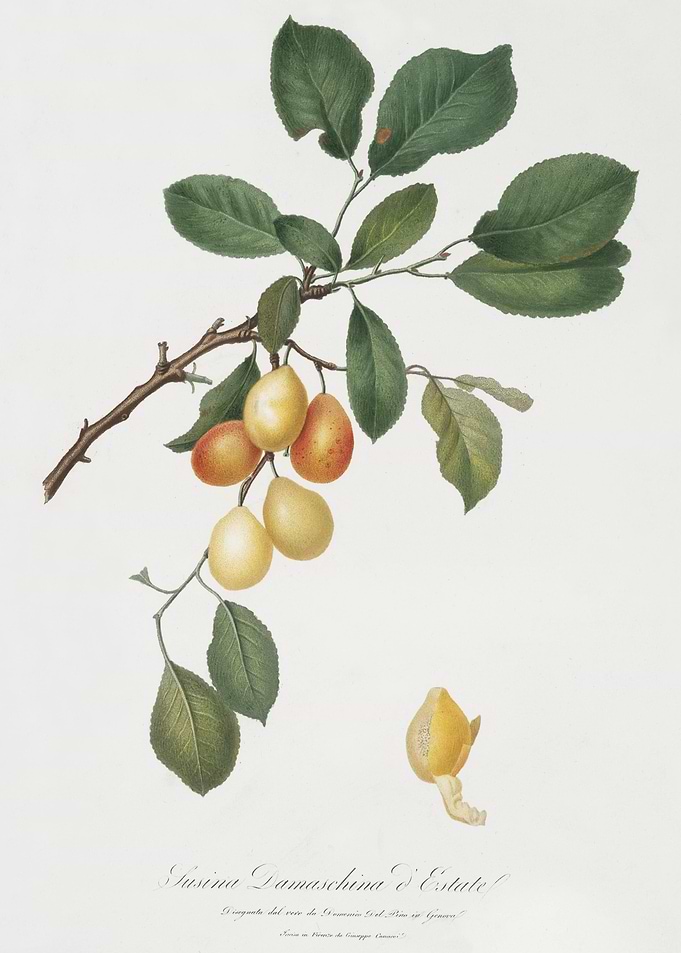 Cherry Prunus Damascena Fr