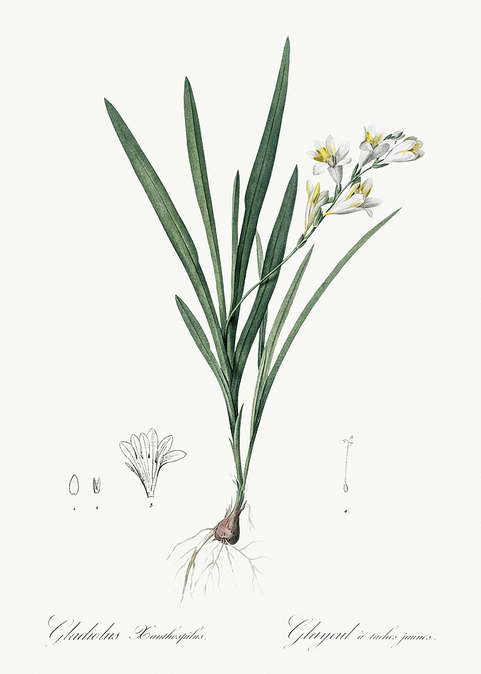 Les Liliacees 1805 HQ Orig
