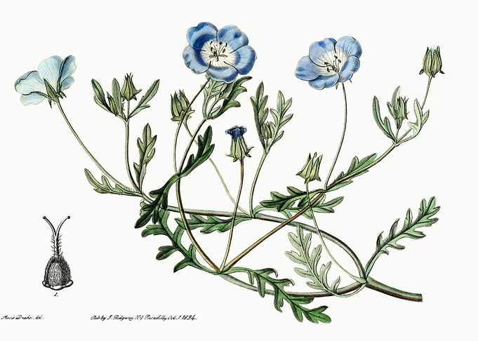 Baby Blue Eyes Flower Post