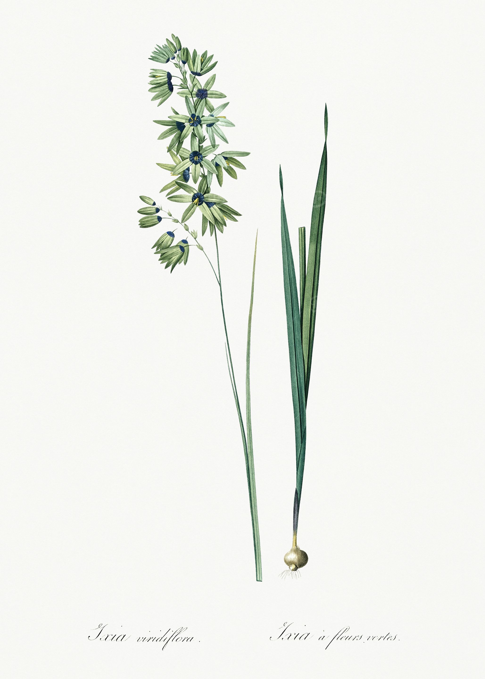 Les Liliacees 1805 HQ Orig