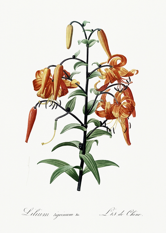 Les Liliacees 1805 HQ Orig