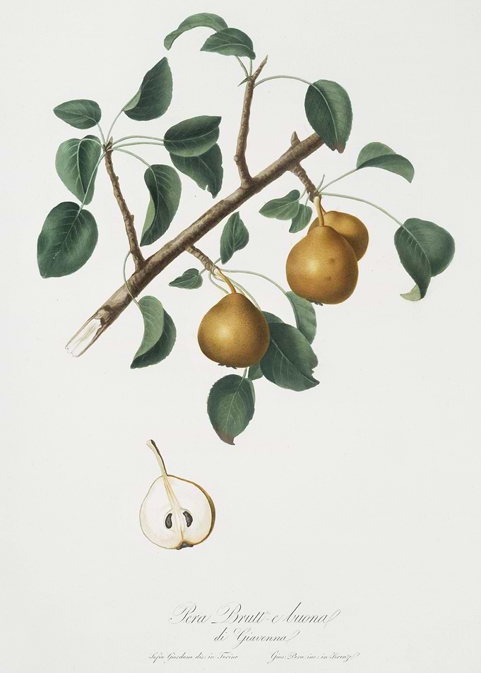 Seckel Pear Pyrus Serrula