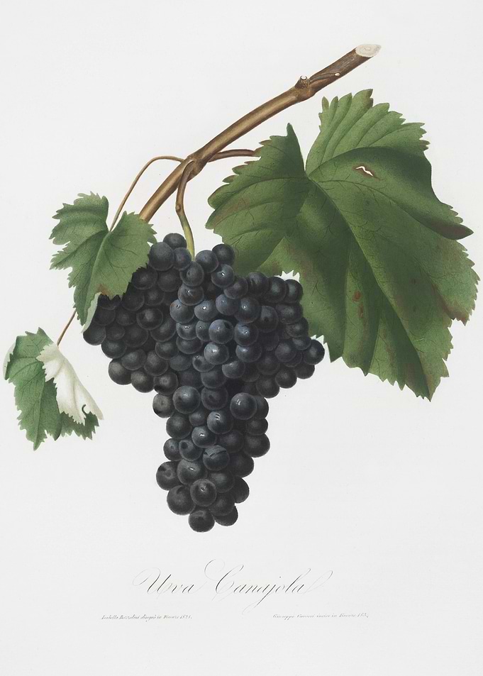 Black Canaiolo Vitis Vinif