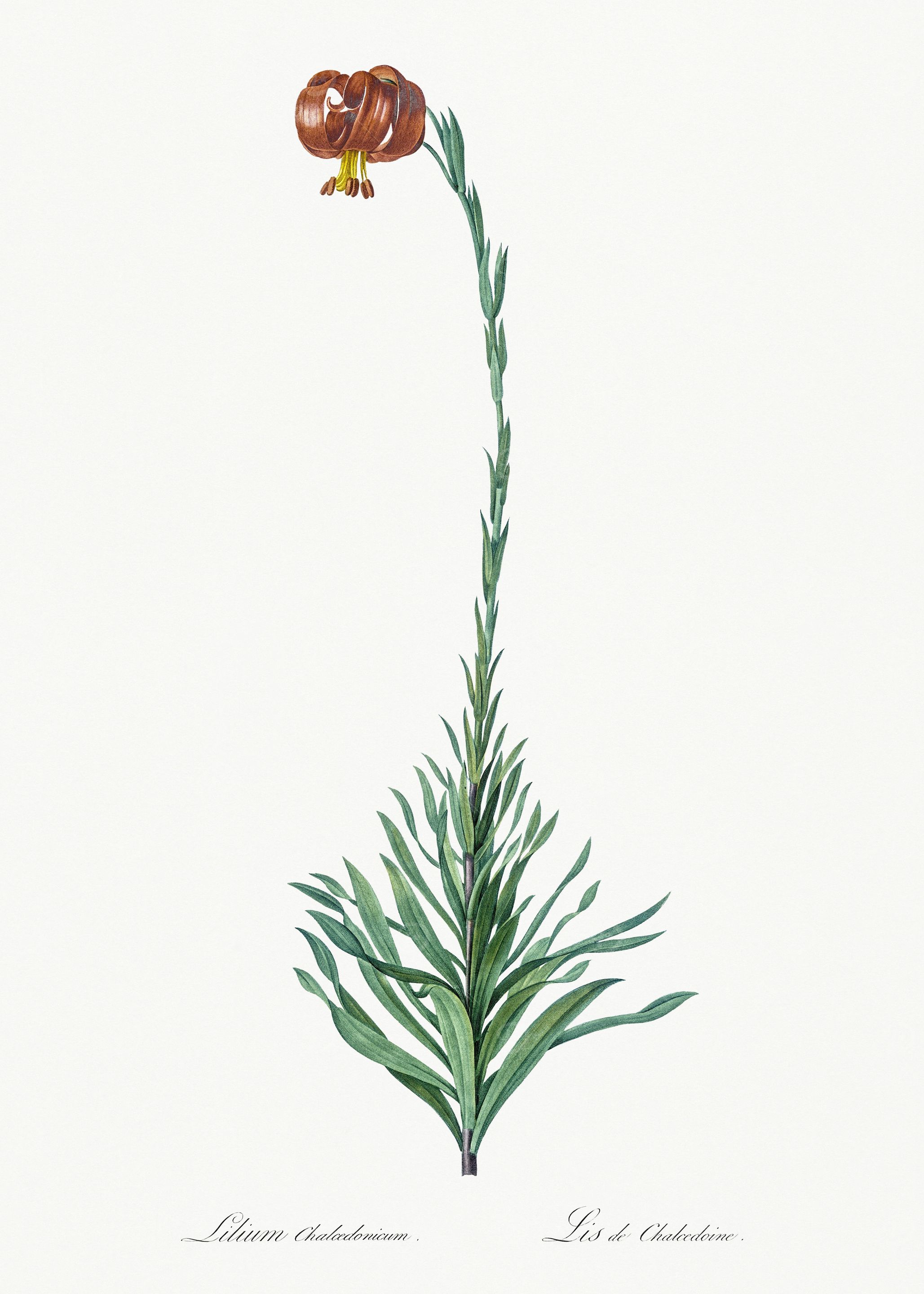 Les Liliacees 1805 HQ Orig
