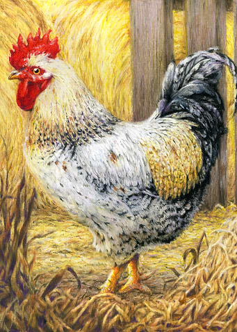 The Barn Rooster