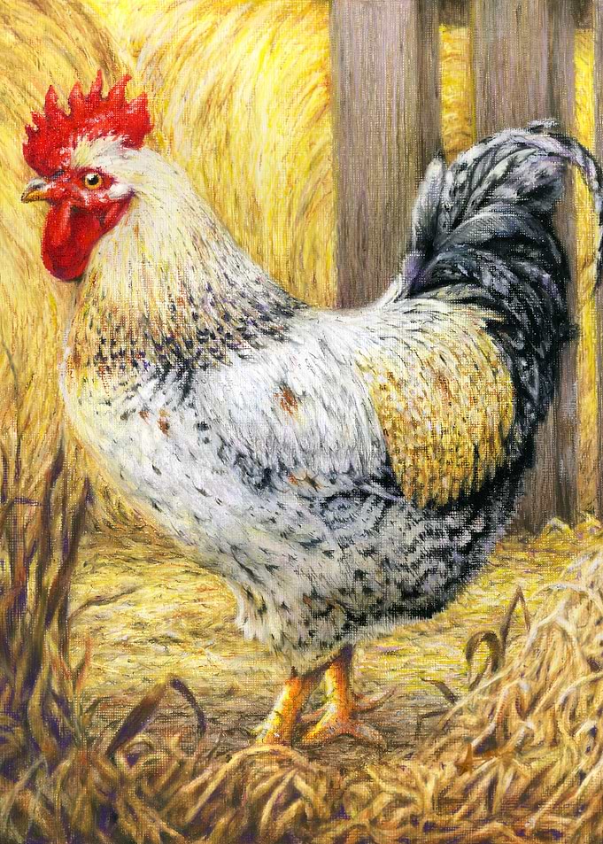 The Barn Rooster