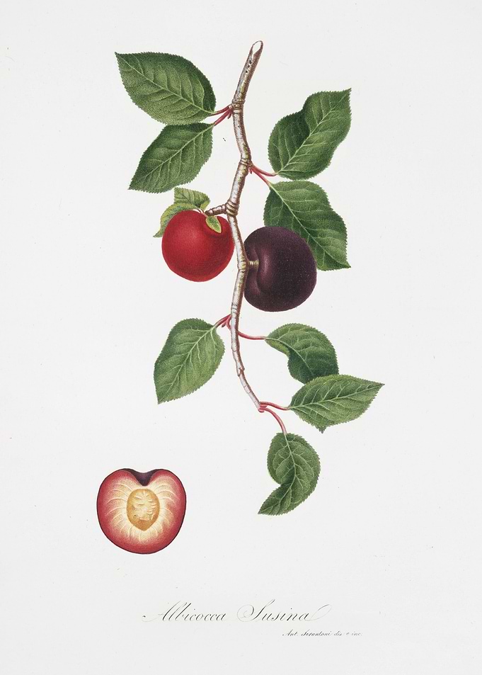 Apricot Armeniaca Prunata
