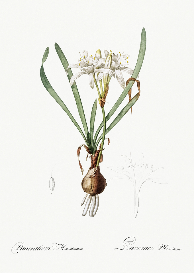 Les Liliacees 1805 HQ Orig
