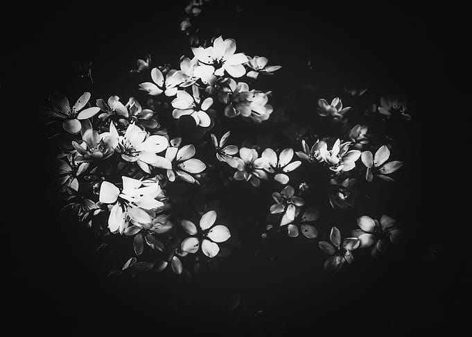 flowers background