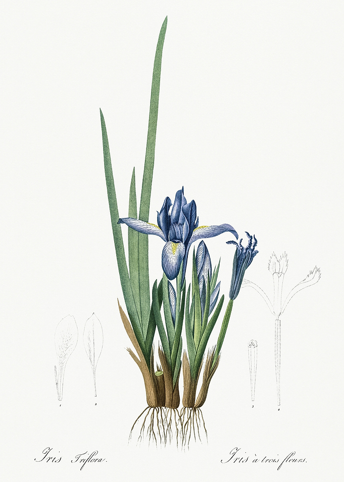 Les Liliacees 1805 HQ Orig