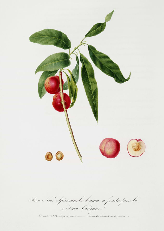 Pomona Italiana 1839HQOrig