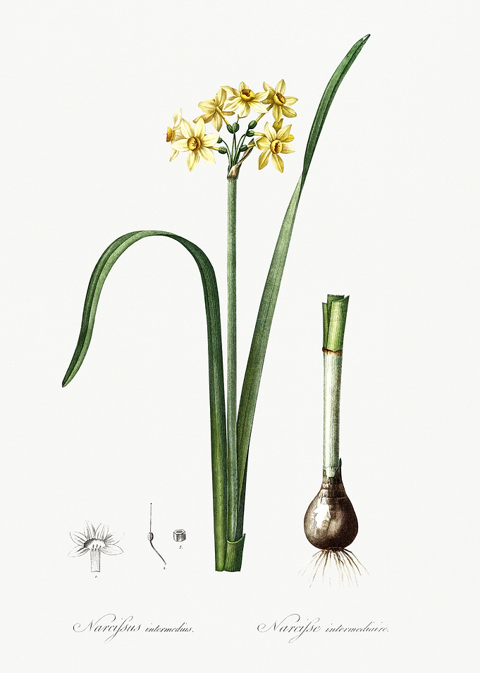 Les Liliacees 1805 HQ Orig