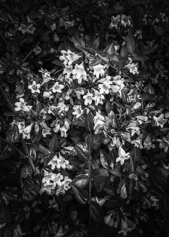 blooming flowers
