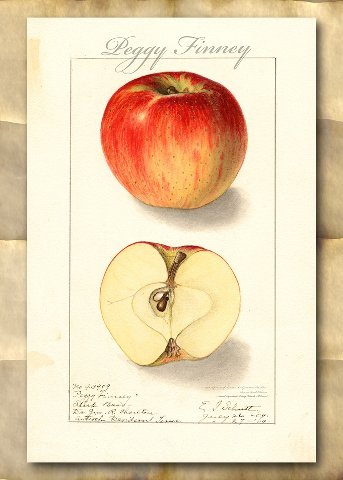 Apple vintage watercolor