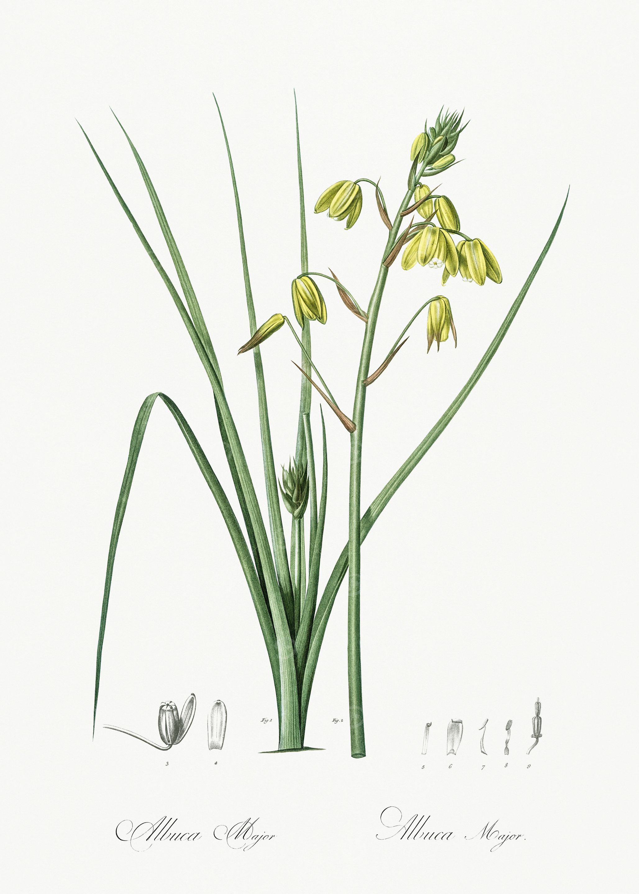 Les Liliacees 1805 HQ Orig
