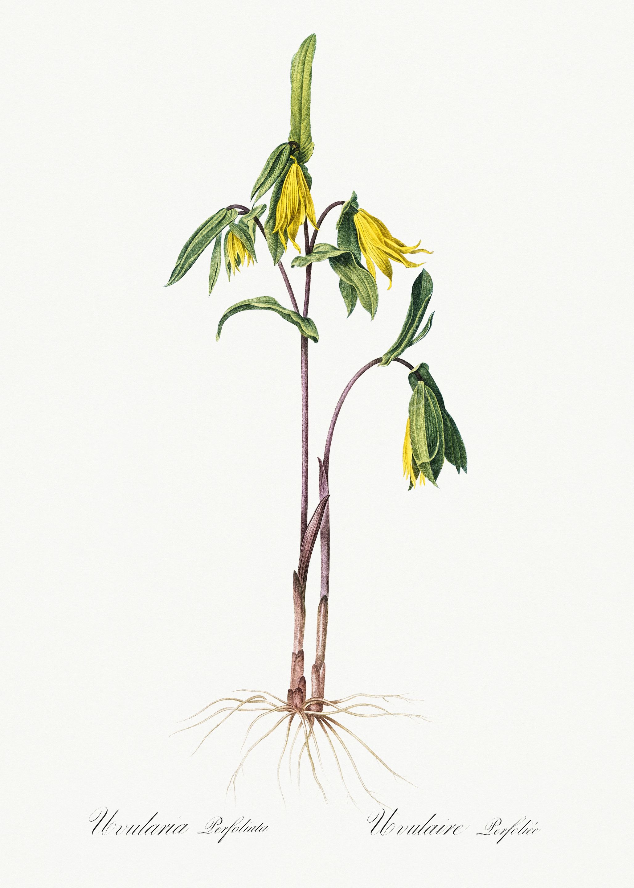 Les Liliacees 1805 HQ Orig
