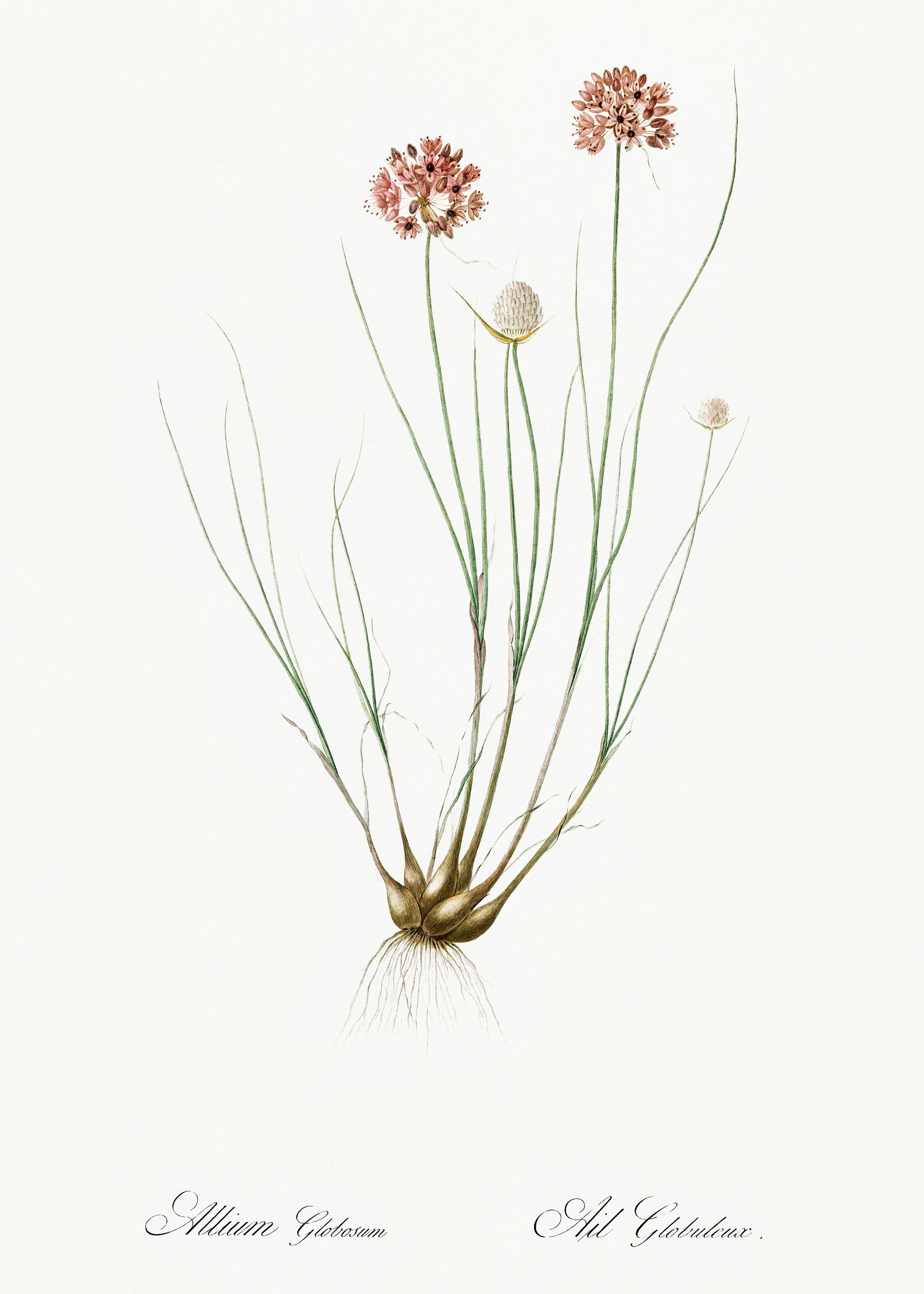 Les Liliacees 1805 HQ Orig