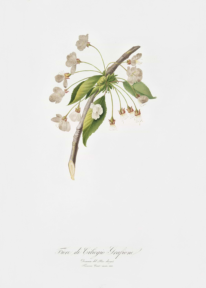 Cherry Plum Flower Mirabol