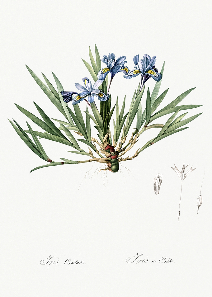 Les Liliacees 1805 HQ Orig