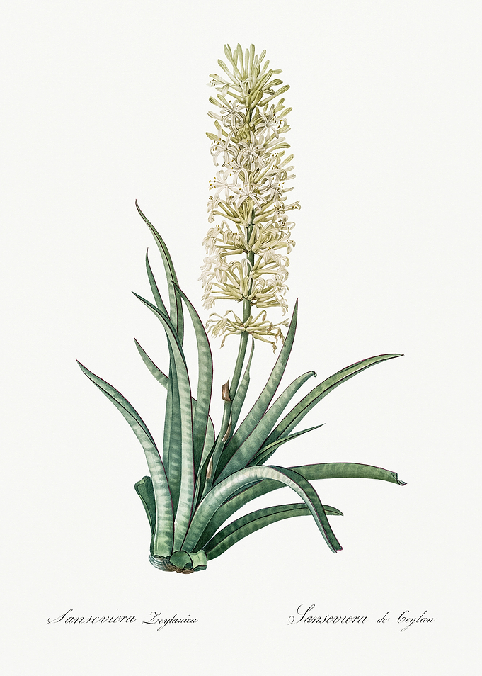 Les Liliacees 1805 HQ Orig