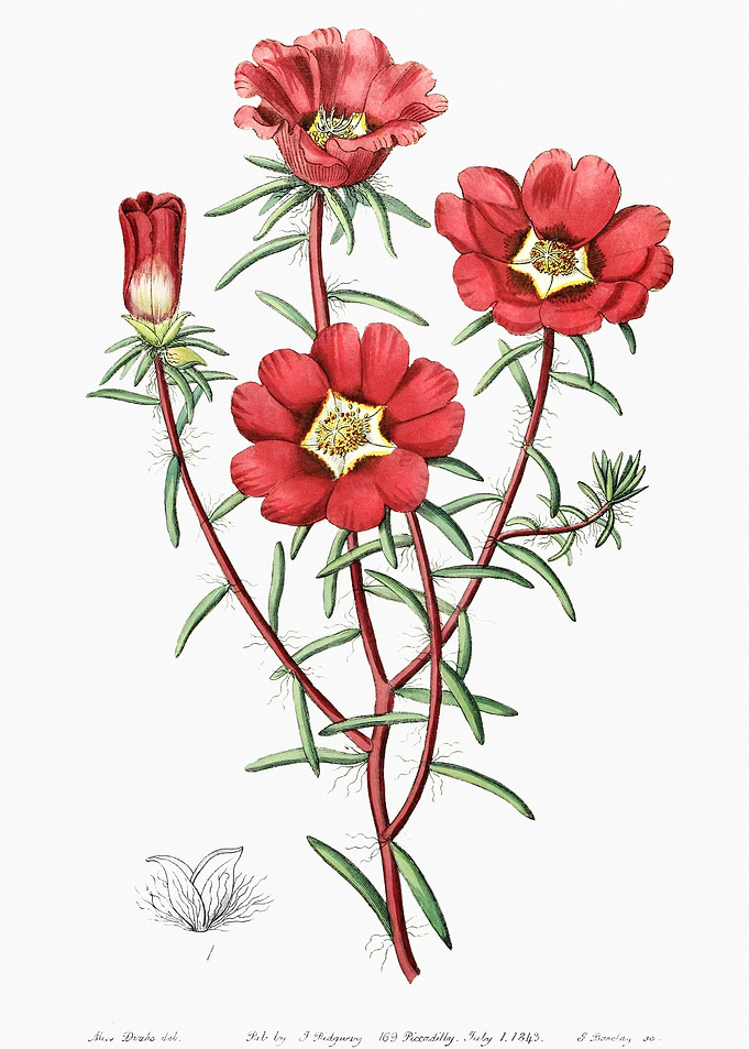 Rose Moss Poster