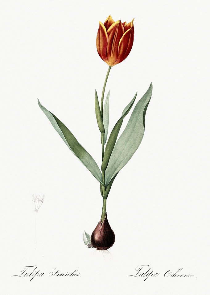 Les Liliacees 1805 HQ Orig