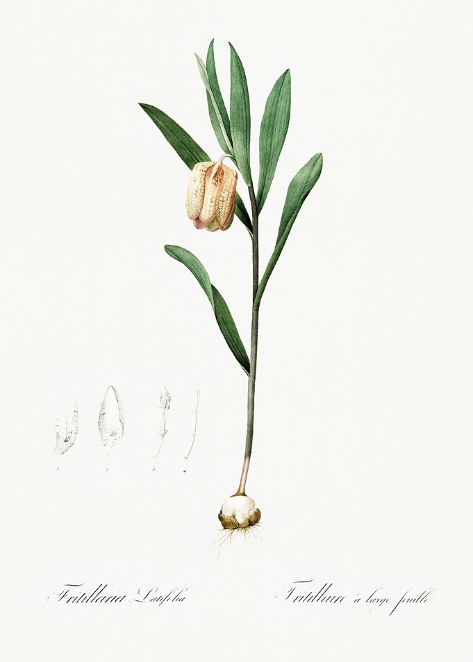 Les Liliacees 1805 HQ Orig