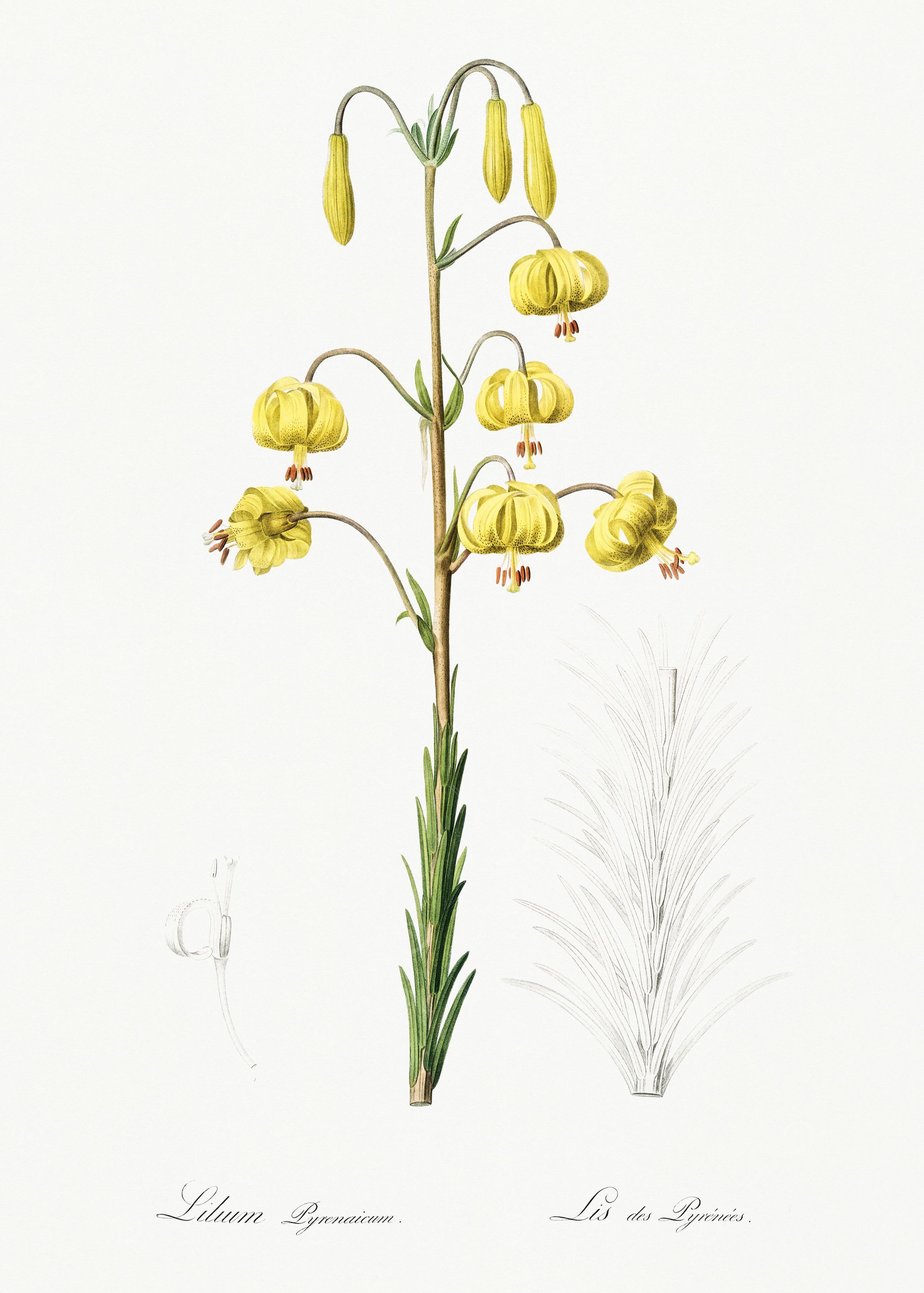 Les Liliacees 1805 HQ Orig